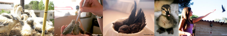 Campaña de Atención a Animales Huérfanos 2012