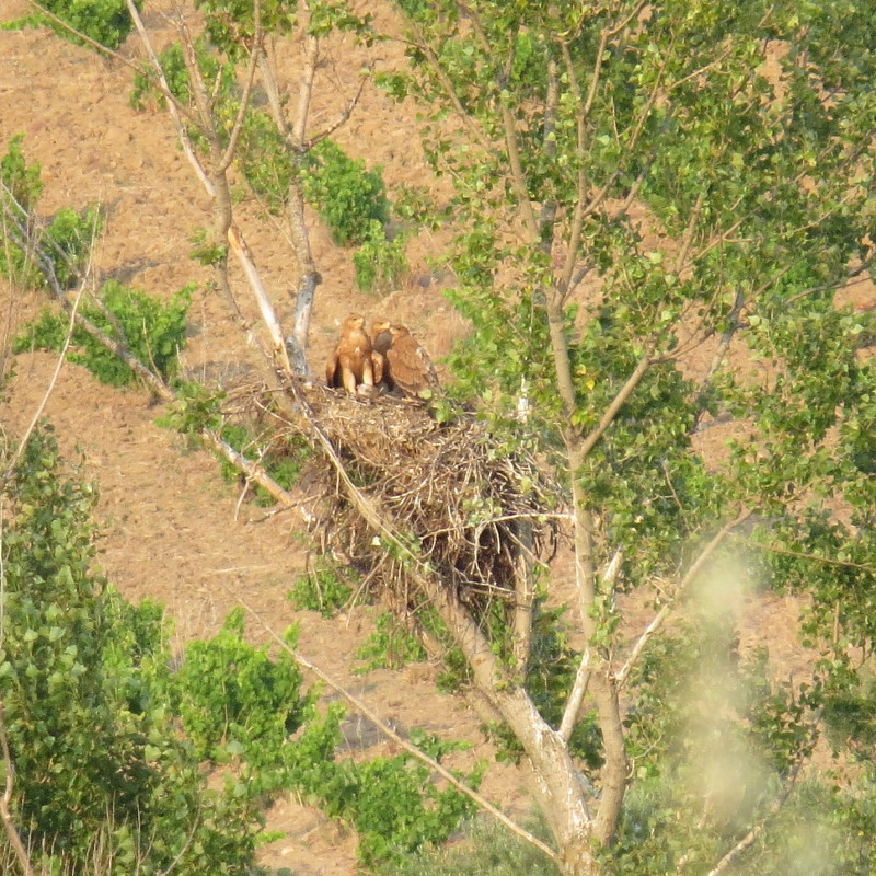 Los tres pollos criados en 2013 por la hembra de águila imperial Susana descansan en su nido, ubicado en el chopo de una campiña del norte de la provincia de Toledo.