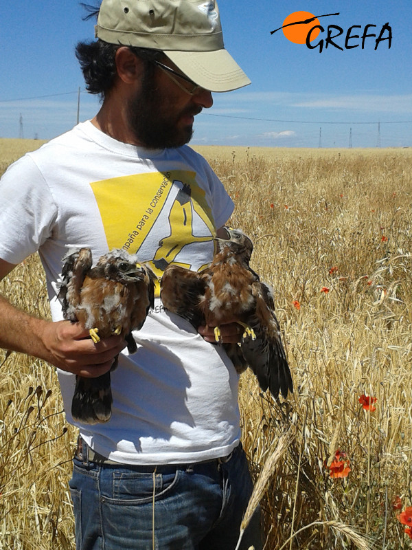 Un biólogo de GREFA con dos pollos de aguilucho cenizo que acaba de rescatar de una zona del sur madrileño que iba a ser cosechada. Foto: GREFA
