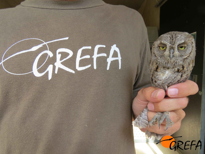 Un autillo que ingresó en el hospital de fauna de GREFA, en la mano de su cuidador. Foto: GREFA.