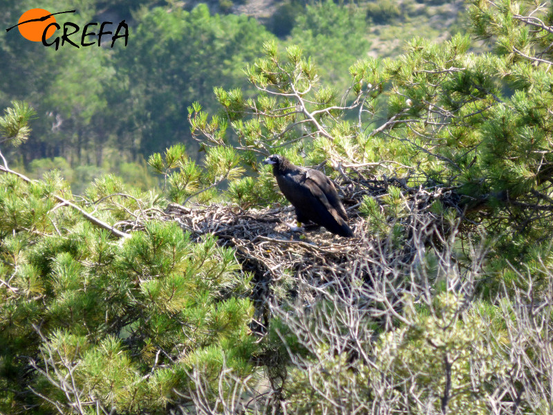 La hembra de buitre negro Creueta, nacida en la colonia pirenaica de la especie, sobre su nido natural. Foto: GREFA.