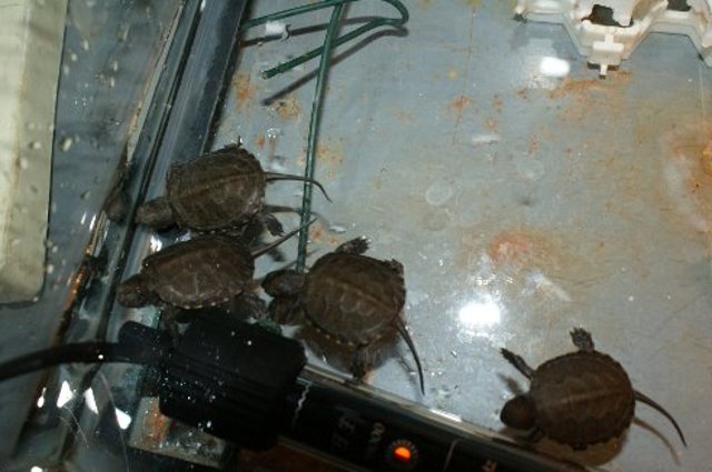 Las crias de galapago en su instalación en el reptilario de GREFA 