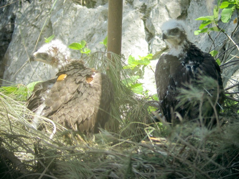 Blaia y Bosc, los dos pollos de águila perdicera, en el nido artificial 