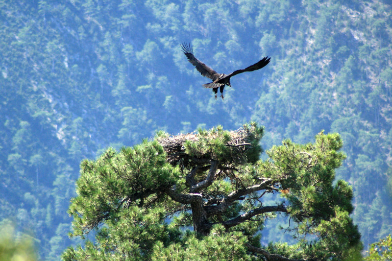 Neus and Oriol chick out of the nest. © Boumort – Alinyà Team