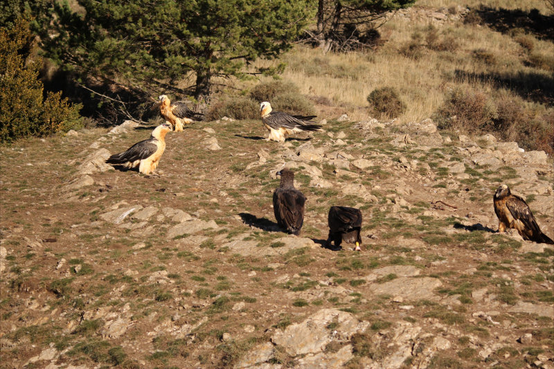 Black vultures in Buseu. Autor: Carla Casellas