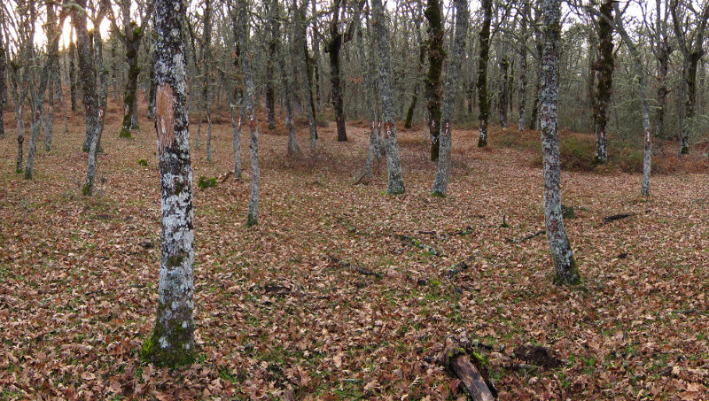 Regenerado natural de Quercus pyrenaica afectado por la corta.