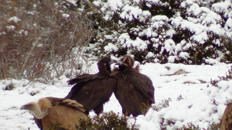 Oriol y Nouanda, black vultures