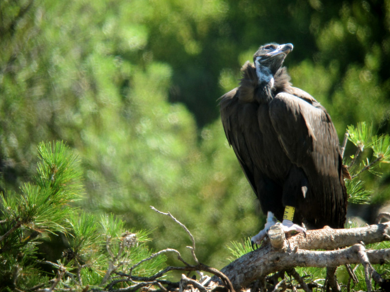 Coma. black vulture