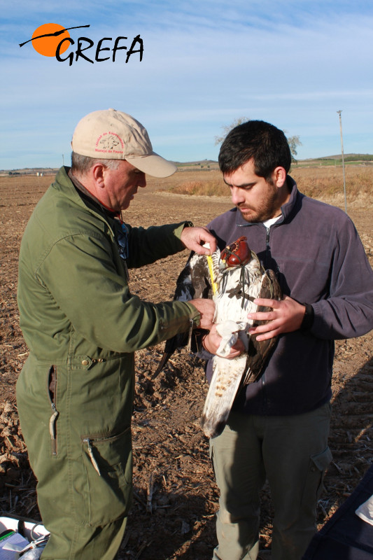 Víctor García Matarranz, del Ministerio de Medio Ambiente, y Juan José Iglesias, de GREFA, durante el marcaje con GPS de "Cervantes" hace tres años. Foto: Juan Jaramillo.