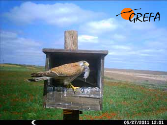 Cernícalo vulgar (Falco tinnunculus)