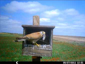 Cernícalo vulgar (Falco tinnunculus) alimentandose de topillos en un campo agricola