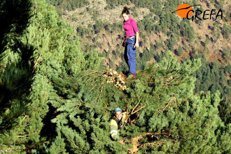 Lorena, de GREFA, trabaja en lo alto de un pino en la instalación de una plataforma de buitre negro, con la ayuda de Diego, un agente forestal. 