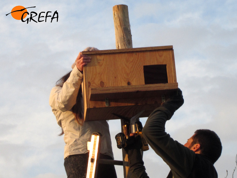 Miembros de GREFA colocan una caja nido para rapaces, dentro del proyecto de control biólogico de topillos.