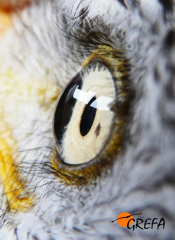 Esta fotografía del ojo de un milano real, tomada por nuestra compañera Ana Pisa, ha sido seleccionada para formar parte de la exposición itinerante "InvestigArte"