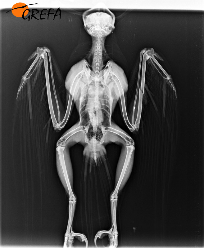 Radiografía águila calzada disparada