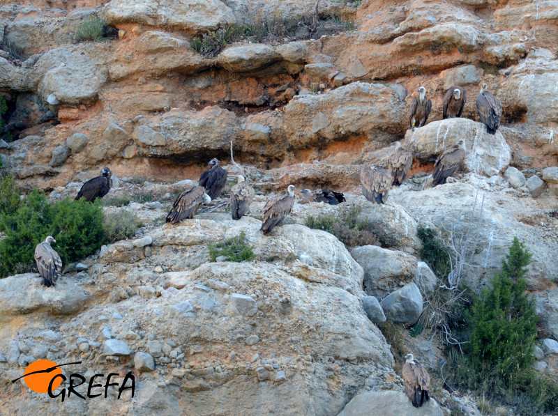 Buitres negros posados entre los leonados después del desayuno en el PAE
