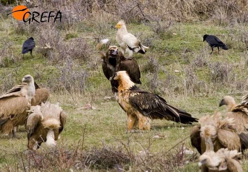 Fotografía tomada en Pirineos con las cuatro especies de buitres que hay en España: buitre negro, buitre leonado, quebrantahuesos y alimoche.