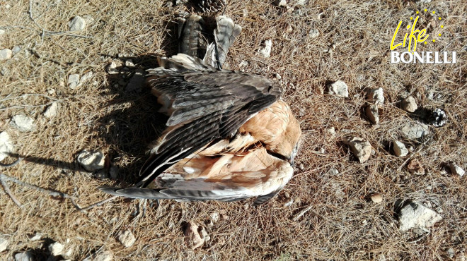 El cadáver del águila de BonellI 'Fluvià', en una extraña postura, que podría cuadrar con una caída a plomo.