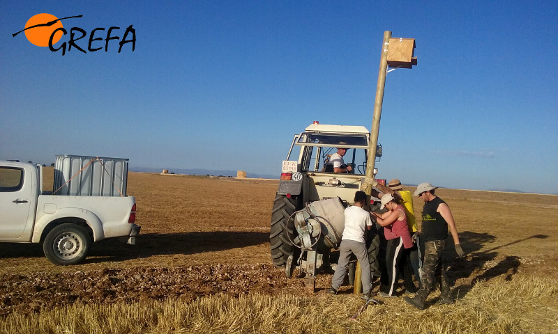 Agricultores locales y miembros de GREFA colocan una caja nido para lechuzas, controladoras de topillos, en Villafruela (Burgos).
