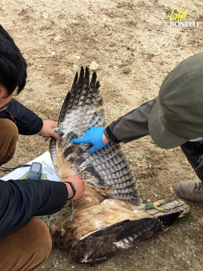 Un técnico de GREFA y un Agente Medioambiental de Castilla-La Mancha examina el cadáver del águila de Bonelli 'Álora'.