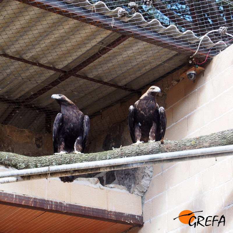 Pareja de águilas imperiales cedida por la Junta de Andalucía a GREFA para la cría en cautividad.