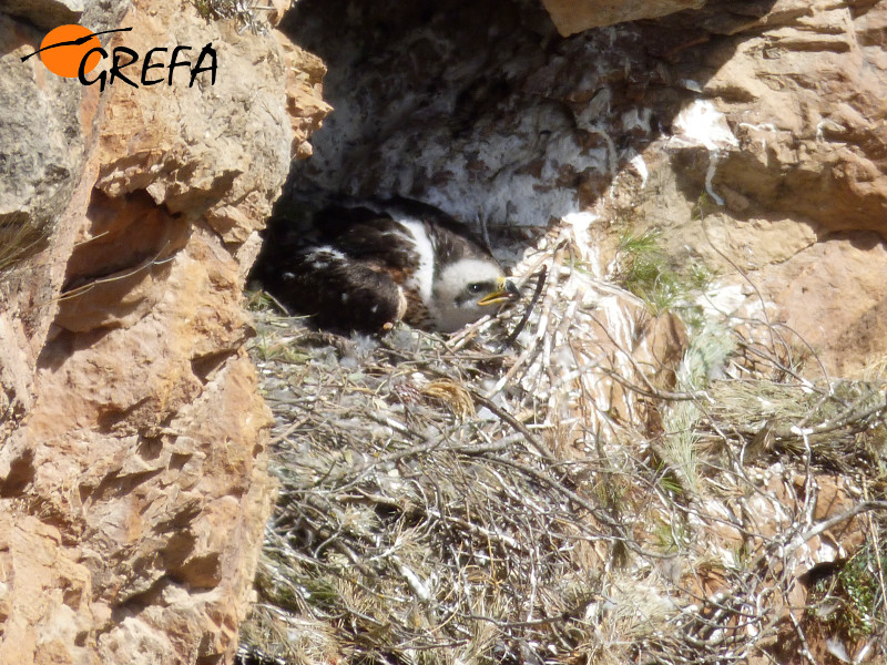 'Fila', cuando era pollo, en su nido de la Sierra de Los Filabres (Almería).