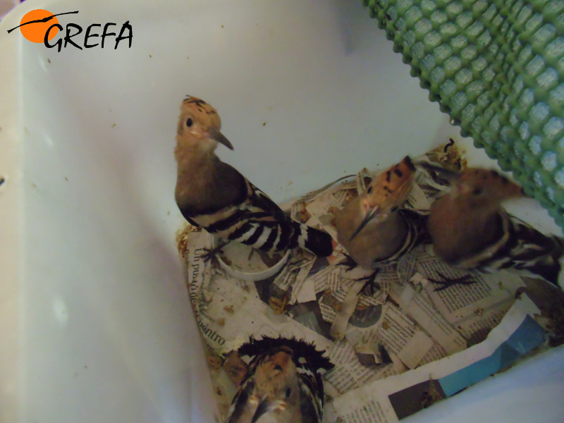 Cuatro pollos de abubilla esperan su siguiente ceba en la nursería de GREFA.