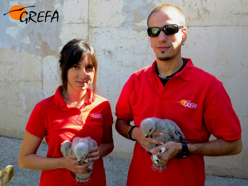 Miembros del Equipo de Rescate de Fauna de GREFA sostienen a dos pollos de busardo ratonero. Foto: GREFA.