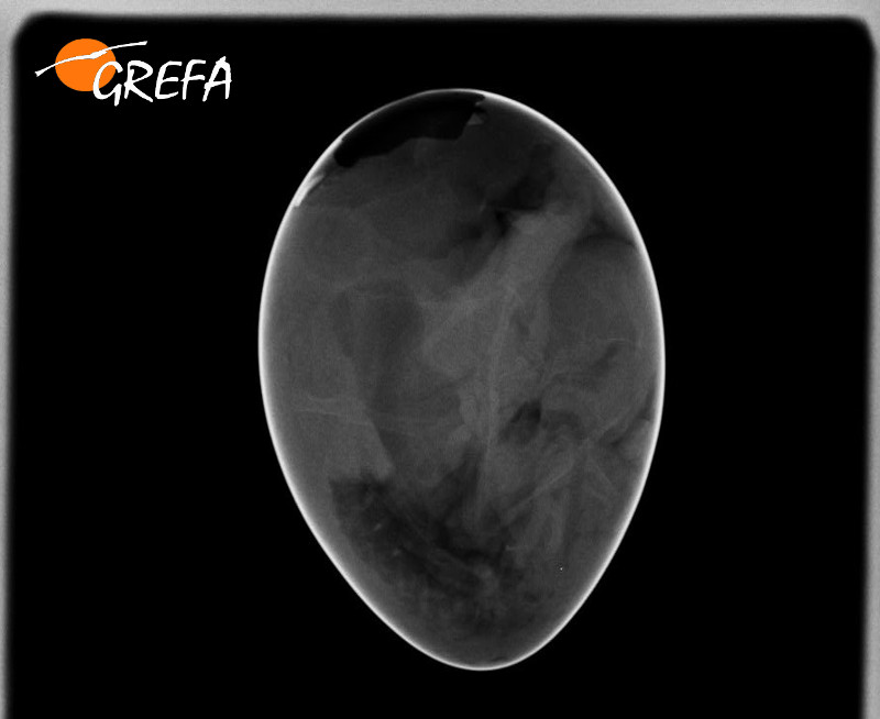 Esta radiografía nos permitió detectar que el polluelo estaba del revés en el interior del huevo.