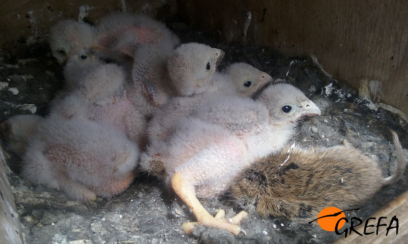 Pollos de cernícalo vulgar en el interior de su nidal en Osorno (Palencia), junto a un topillo muerto aportado por los adultos para cebar a su prole.