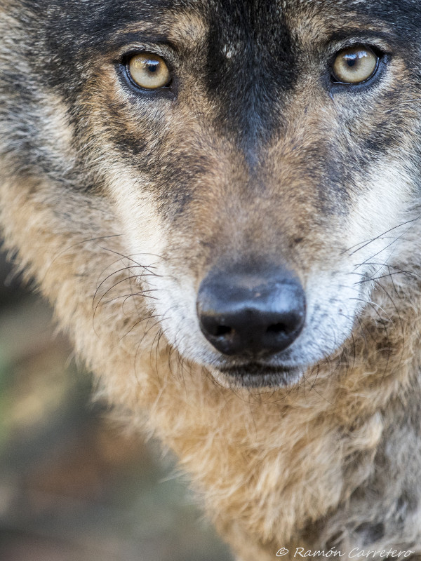 Retrato de un lobo ibérico. Foto: Ramón Carretero.
