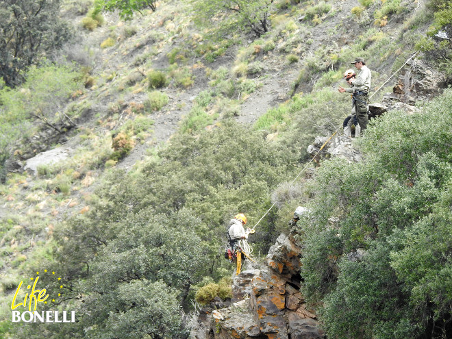 Preparando el equipo de escalada para acceder a un nido de águila de Bonelli en la provincia de Granada.