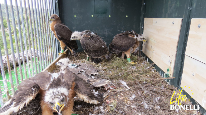 Las cinco águilas de Bonelli liberadas en la Comunidad de Madrid reposan en el "hacking" de aclimatación.