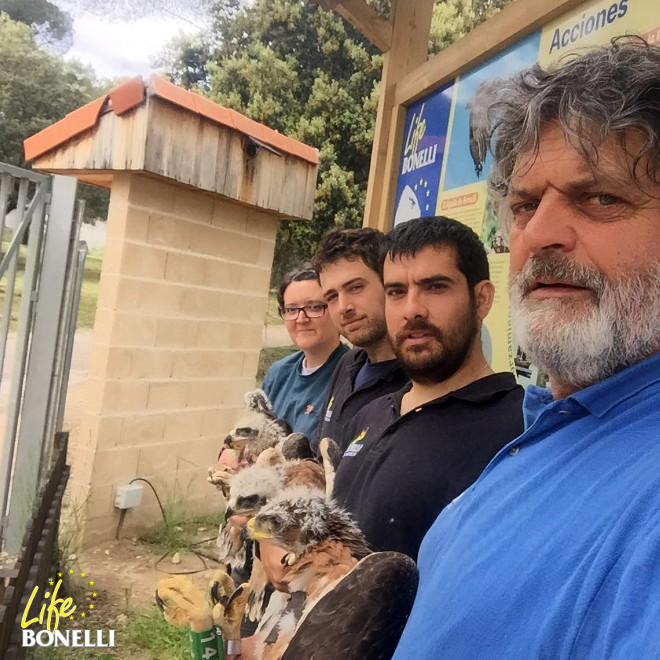 Miembros de GREFA / LIFE Bonelli con las cuatro águilas de Bonelli liberadas el pasado 14 de mayo. 
