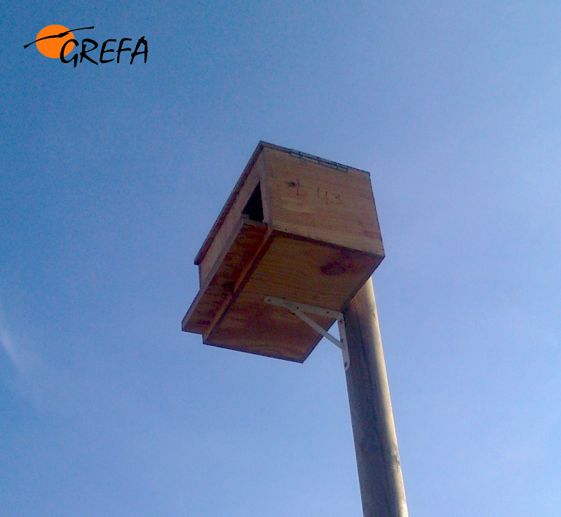 Caja nido ya ocupada por una lechuza en Morales de Toro (Zamora).