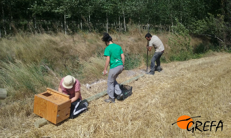 Voluntarios de GREFA instalan una caja nido de lechuza en Villafruela (Burgos).