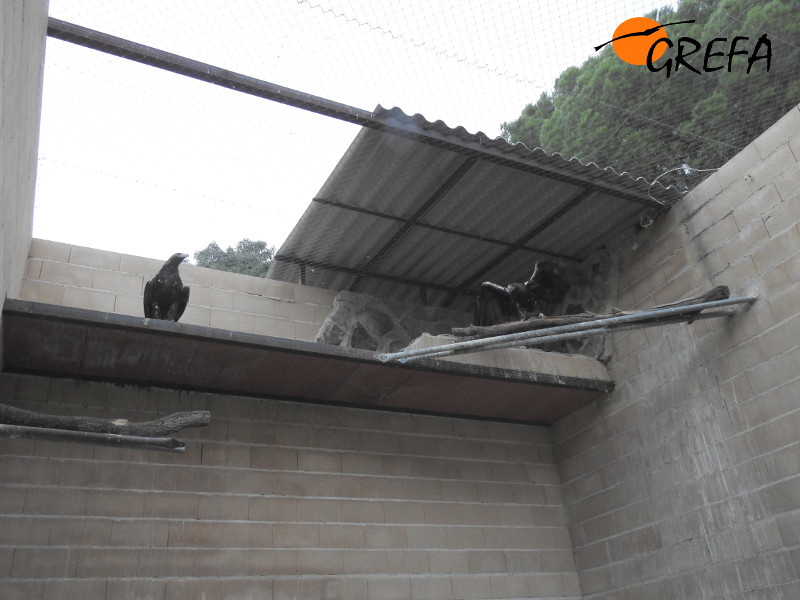Una de las parejas de águila imperial cedidas por Andalucía, en el recinto habilitado en GREFA.