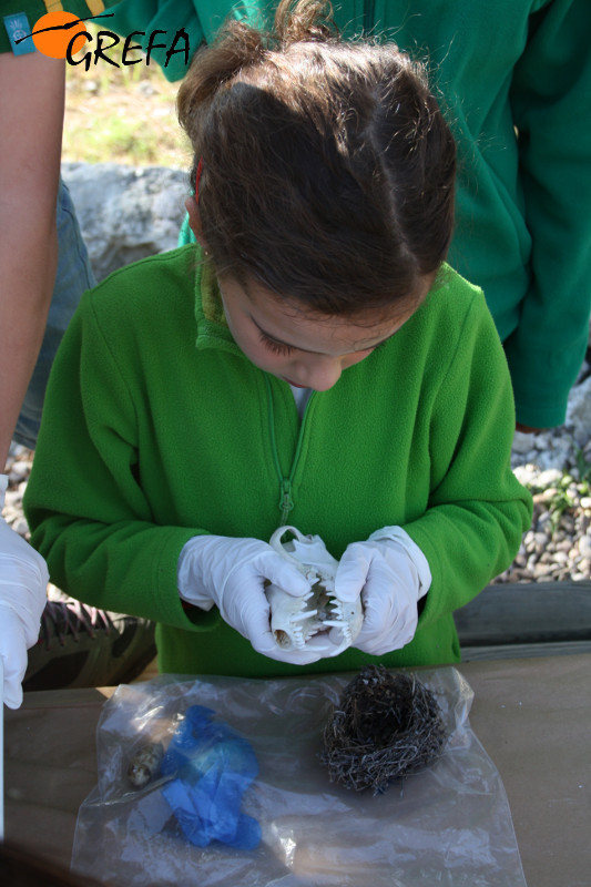 Una niña examina el cráneo de un carnívoro en un taller de un Campamento de Verano de GREFA.