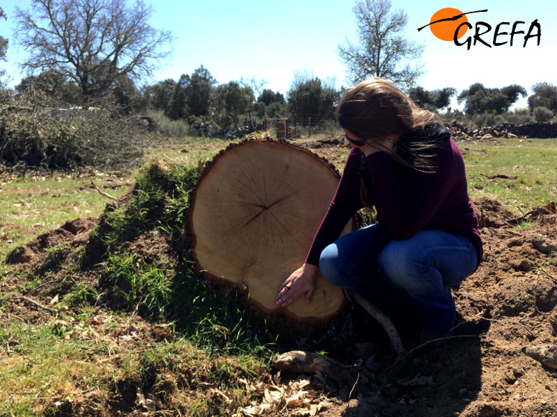 Corte de encina donde se observa la magnitud y el grosor de uno del los árboles derribados en la zona de Retortillo (Campo Charro salmantino).
