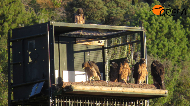 Varias águilas de Bonelli reintroducidas en la Sierra Oeste de Madrid, junto a un jaulón de aclimatación.