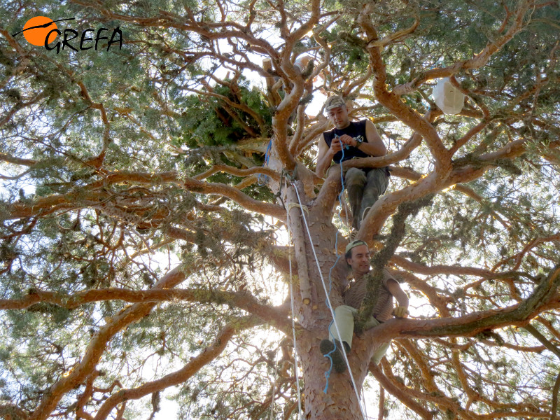 Encaramados a un pino silvestre para instalar una plataforma de nidificación para el buitre negro.