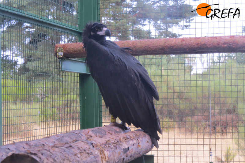 Buitre negro en el jaulón de aclimatación construido por GREFA en la zona de liberación de la especie en Sierra de la Demanda.