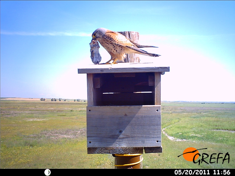 Un macho de cernícalo vulgar con un topillo recién cazado sobre una de las cajas nidos del proyecto de control biológico.