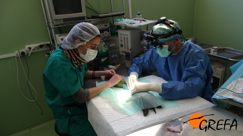 El cirujano y la anestesista, durante la cirugía al galápago leproso en el quirófano de GREFA.