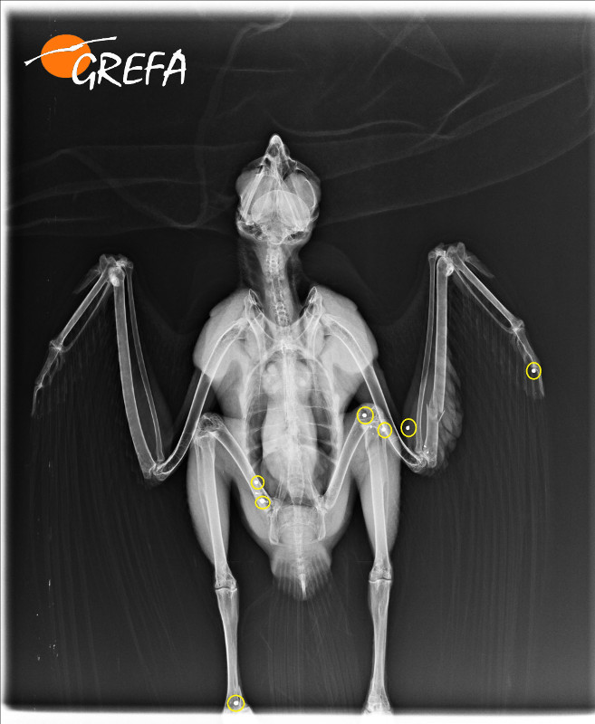 Radiografía del ratonero con varios perdigones alojados en su cuerpo.