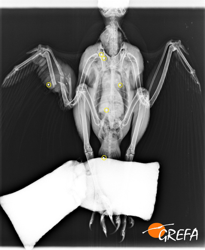 Radiografía del azor con varios perdigones alojados en su cuerpo.