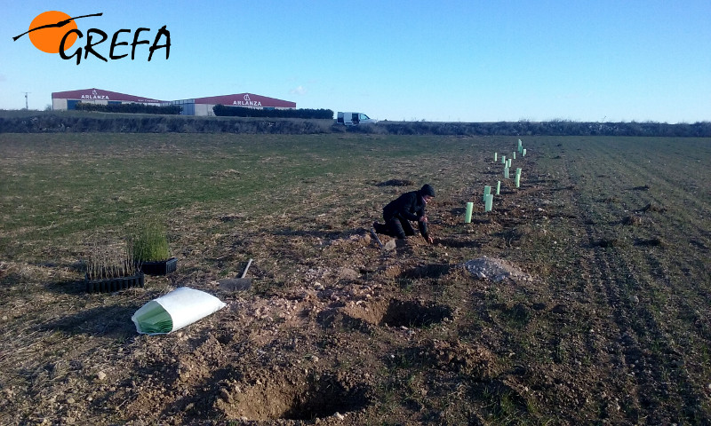 Rodillas al suelo para plantar majuelos y retamas en Villafruela (Burgos).