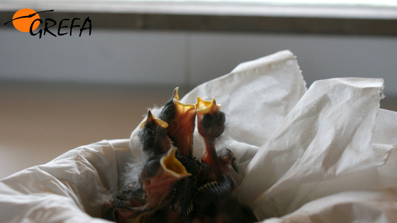 Varios pollitos de herrerillo común piden comida en la nursería de GREFA.