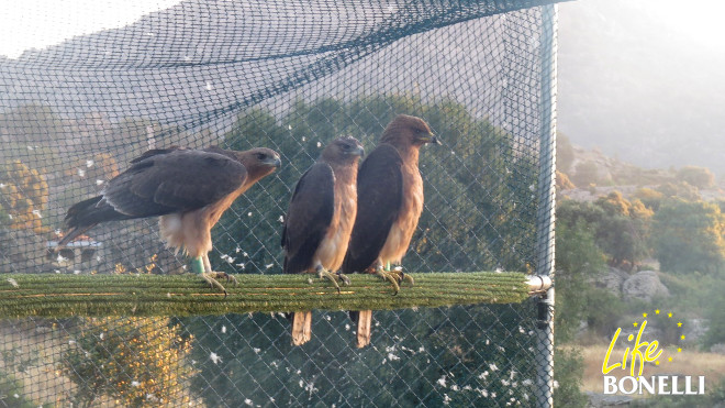Tres de las águilas de Bonelli liberadas en 2017 en la Comunidad de Madrid, cuando aún permanecían en el jaulon de aclimatación.