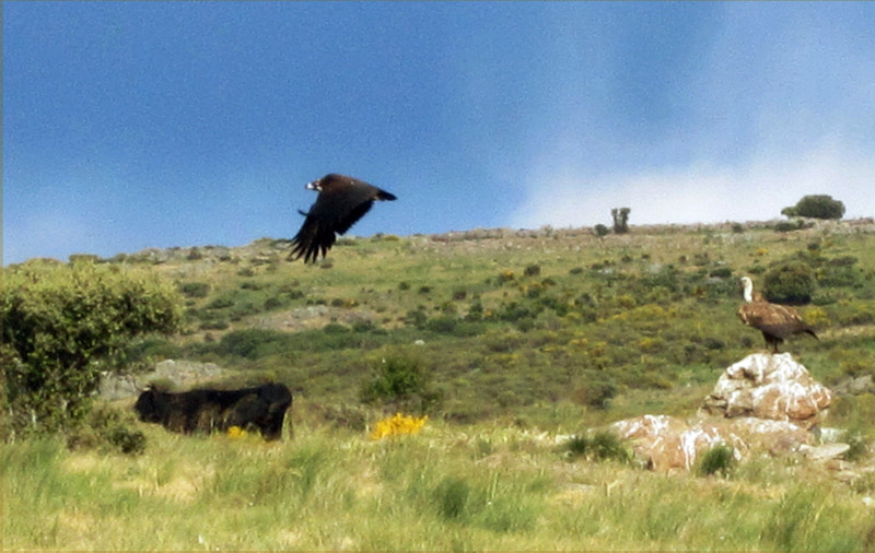 Buitre negro en vuelo y buitre leonado posado en una altiplanicie del centro peninsular.